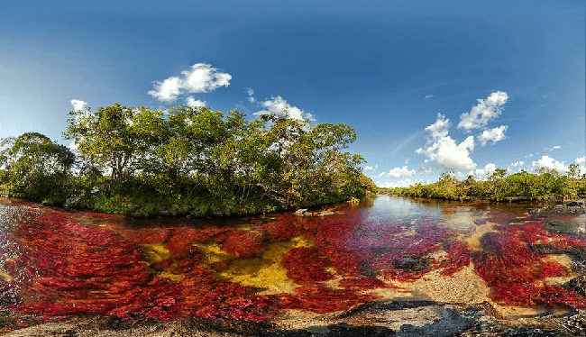 Caño Cristales (Colombia). Foto de Mario Carvajal